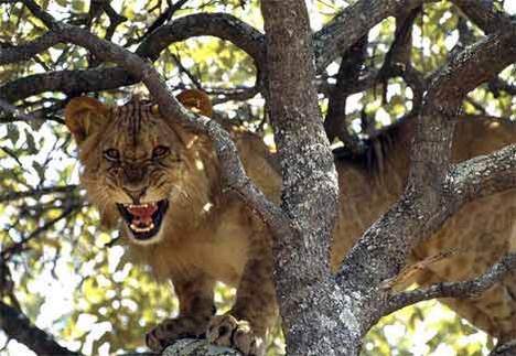 african-lion-tree[1]
