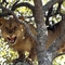 african-lion-tree[1]