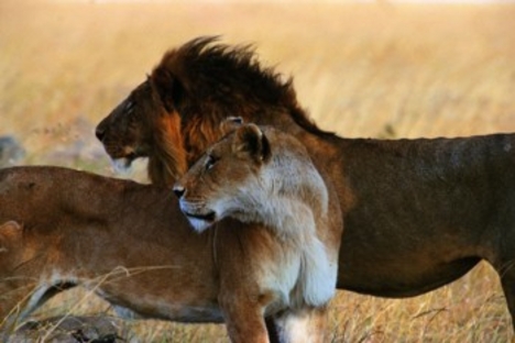 animals-lion-and-lioness-together-kenya-african-safari-w-cheli-peacock-u[1]