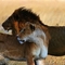 animals-lion-and-lioness-together-kenya-african-safari-w-cheli-peacock-u[1]