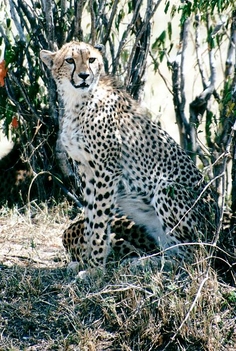 cheetah[1]