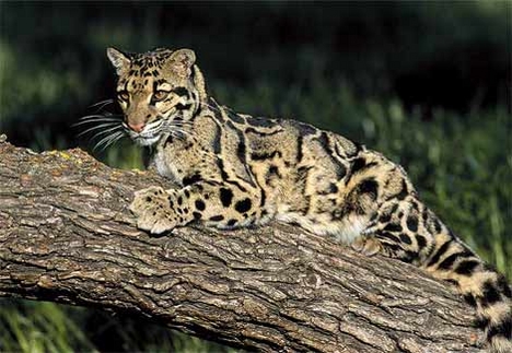 clouded-leopard[1]