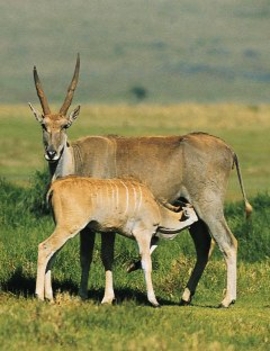 Eland[1]