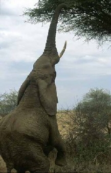 elephant-trunk-s[1]