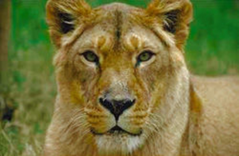 female_lion[1]