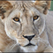 Kenya, oroszlán
