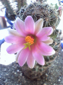 Mammillaria