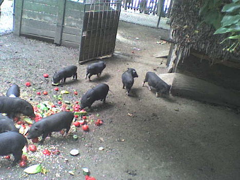 DSC00768
