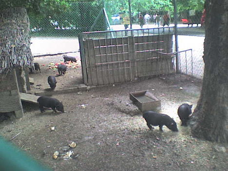 DSC00796