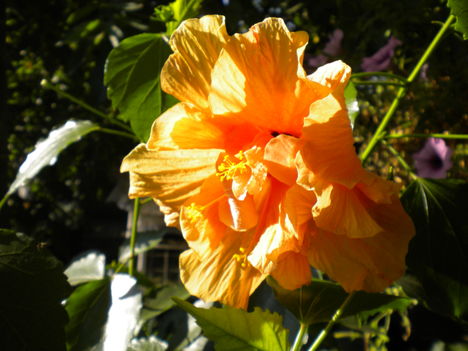 Sárga virág 015
