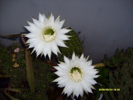 2 fehér kaktusz virág