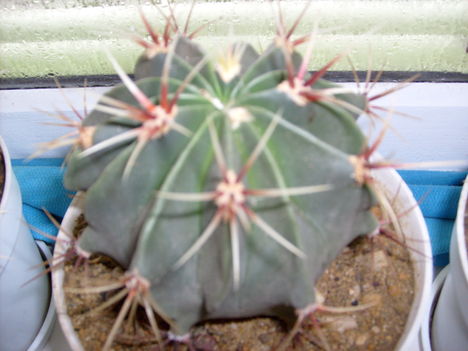 coryphanta 013