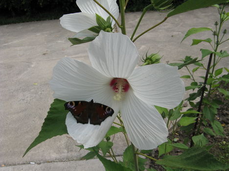 hibiszkuszok pillangóval1 002
