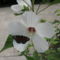 hibiszkuszok pillangóval1 002