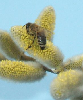 fűzön-méh