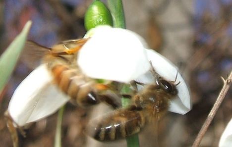 méhek-hóvirágon
