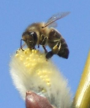 méh-kecskefűzről gyűjt virágport