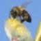 méh-kecskefűzről gyűjt virágport