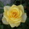sárga rózsa