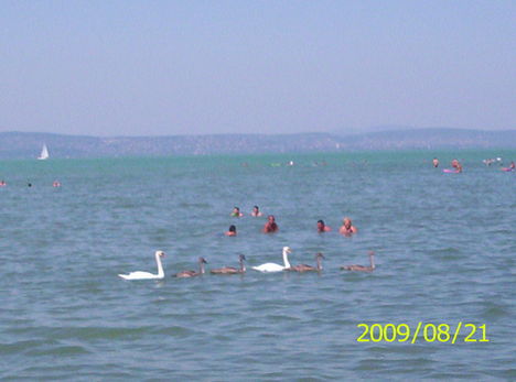 Hattyú család