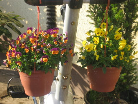 Képek 2009 044