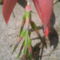 Billbergia nutans(Bókoló billbergia)