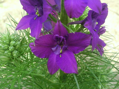 Delphinium ajacis(Szarkaláb)