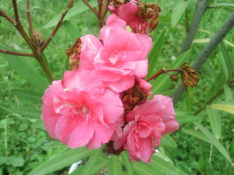 Nerium oleander(Európai leander)