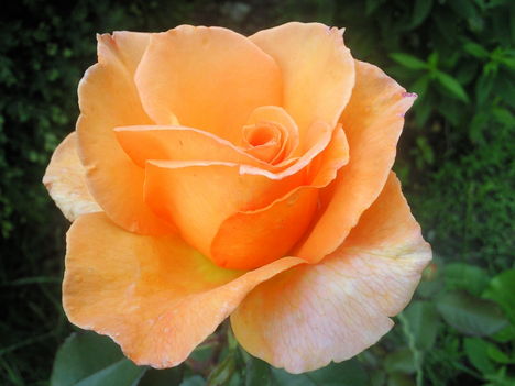 Rose in orange