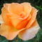 Rose in orange