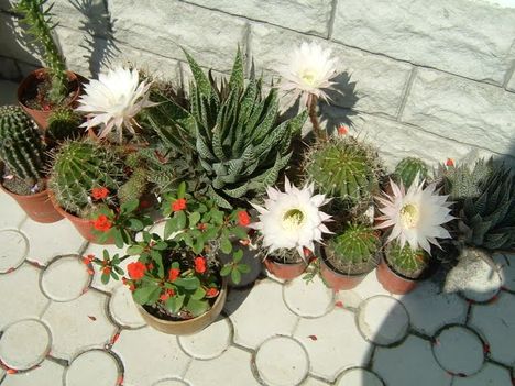 Kaktuszok 4