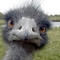 emu