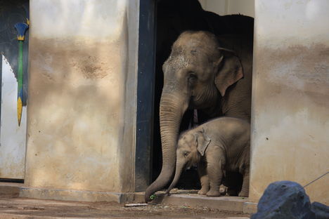 Kay Muk az Antwerpeni kis elefant