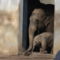 Kay Muk az Antwerpeni kis elefant
