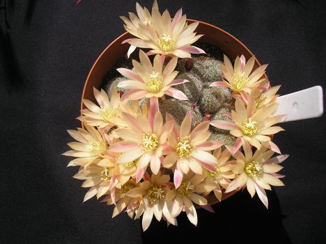 Aylostera Heliosa "sunrise"