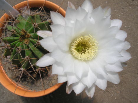 Echinopsis Chacoana