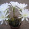 Echinopsis Willamontesii