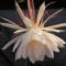 Epiphyllum