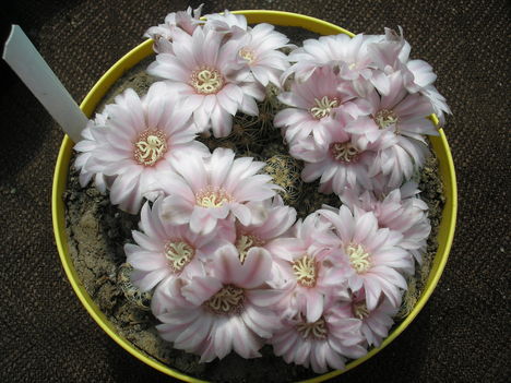 Gymnocalycium Bruchii