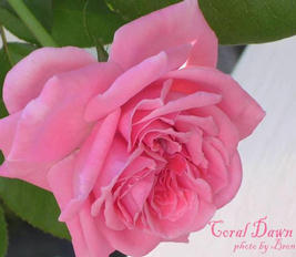 kozep-rozsaszin-futo rózsa