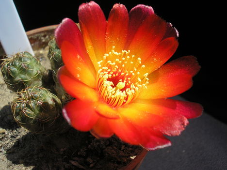 Sulcorebutia Canigueralii