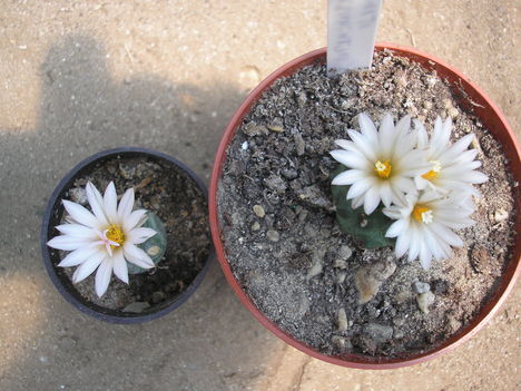 Turbinicarpus Swarzii +?