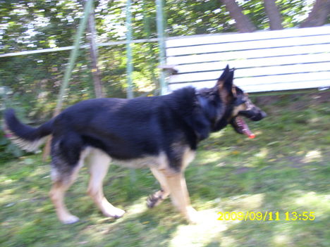 Berci