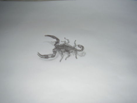 Feri 035