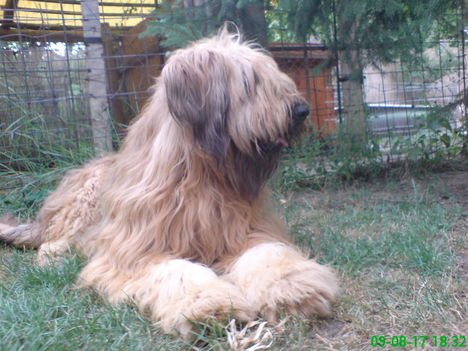 kutyám (bellami)