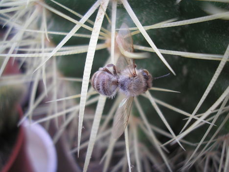 Echinocactus grusonii + zümi