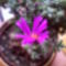 Trichodiadema virága