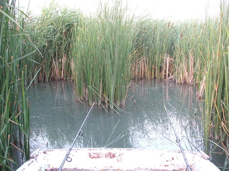 Örvényesi horgászat2009július (18)