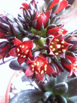 Echeveria virága