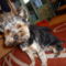 Rocco